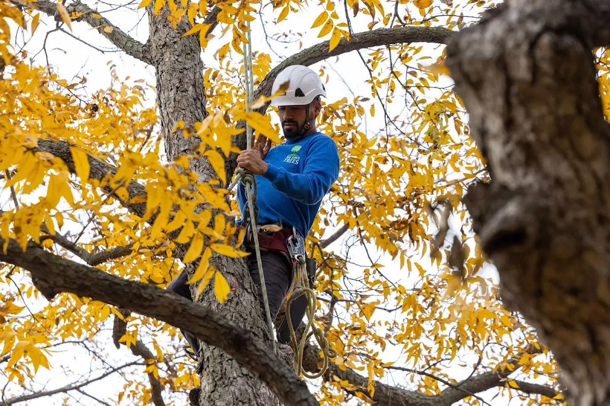Skilled Tree Planing crew working in Otis