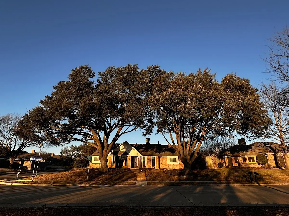 Established residential canopy tree shading a home in Otis